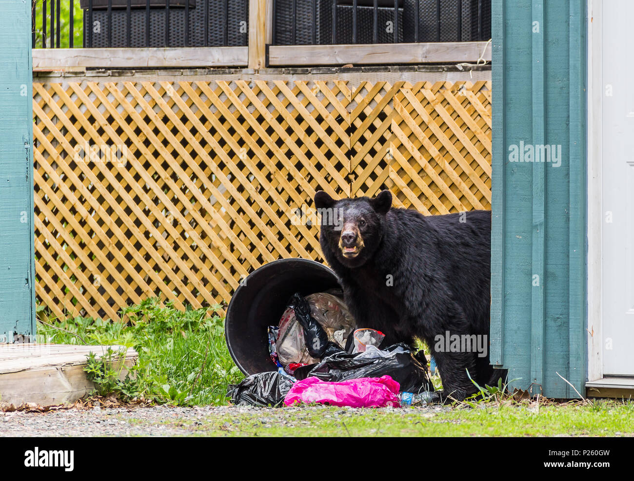 L'ours noir dans la recherche de nourriture, Poubelles Animaux drôles, de la faune Banque D'Images