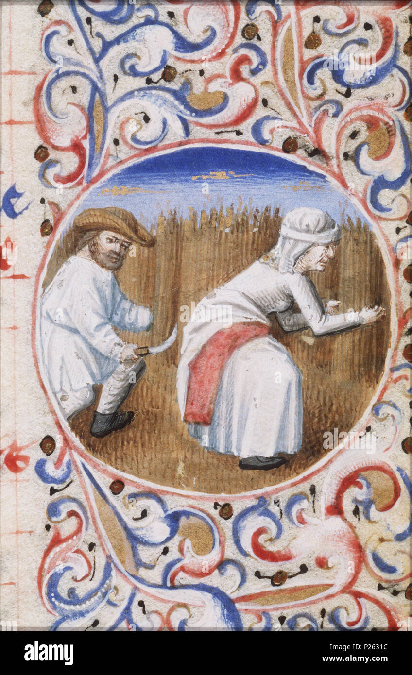 . Juillet - un homme récolter le maïs et une femme à lier des gerbes - miniature du folio 094rfrom le livre d'heures de Simon de varie - KB 74 G37a . Juillet - un homme récolter le maïs et une femme à lier des gerbes - miniature du folio 094r du livre d'heures de Simon de varie - KB 74 G37a sujets représentés dans cette miniature de juillet et son 'travail' (23K31), de céréales (maïs grain, l'herbe avec les céréales, cultivées pour l'alimentation, p. ex. : blé, riz, seigle, avoine, maïs, sarrasin, millet) (47I111) la récolte, cueillette, la tonte  la récolte (47I141) de la Gerbe Agitée (47J1421) Cette miniature fait partie de folio 094r . 159 - Juillet 1455 Un homme tirer un maïs Banque D'Images
