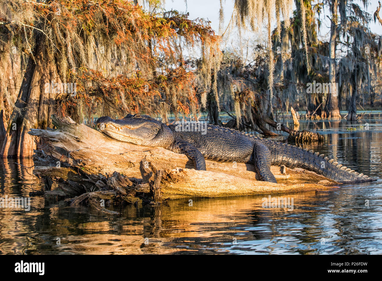 Alligator Alligator mississippiensis), (Lac Martin, Breaux Bridge, bassin Atchafalaya, Sud des États-Unis, ÉTATS UNIS, Amérique du Nord Banque D'Images