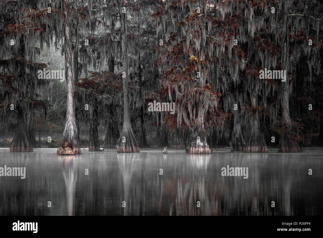 Lac Martin, Breaux Bridge, bassin Atchafalaya, Sud des États-Unis, ÉTATS UNIS, Amérique du Nord Banque D'Images