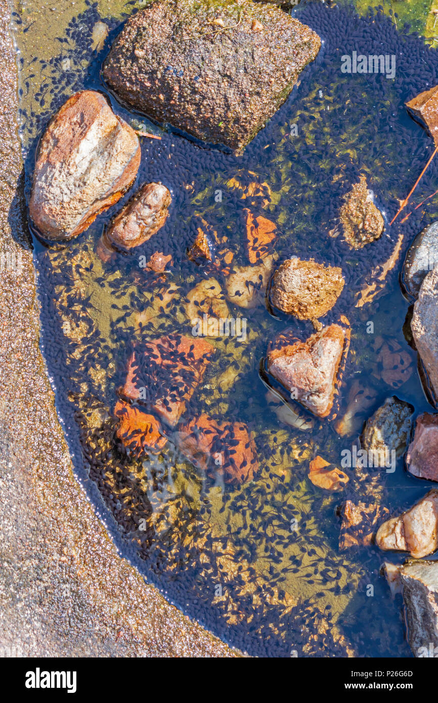 Des centaines de têtards ou toadpoles recueillir dans un pouce d'eau dans la roche solide, Castle Rock Colorado nous. La plupart des oeufs de crapaud probablement- Crapaud Woodhouse. Banque D'Images
