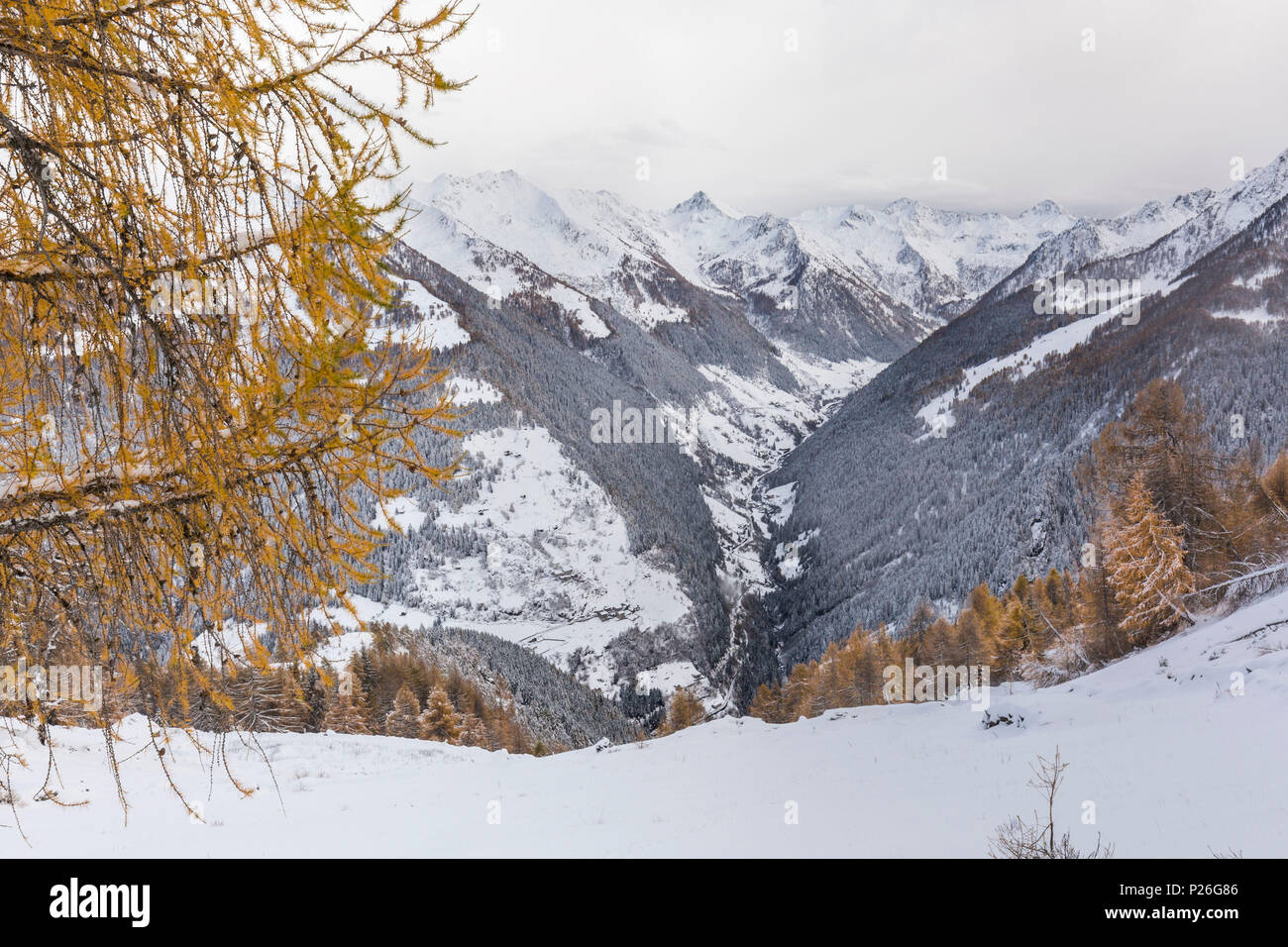 Les bois couverts de neige au cours de l'automne, Val Valtellina, Orobie Occidentales, province de Sondrio, Lombardie, Italie Banque D'Images