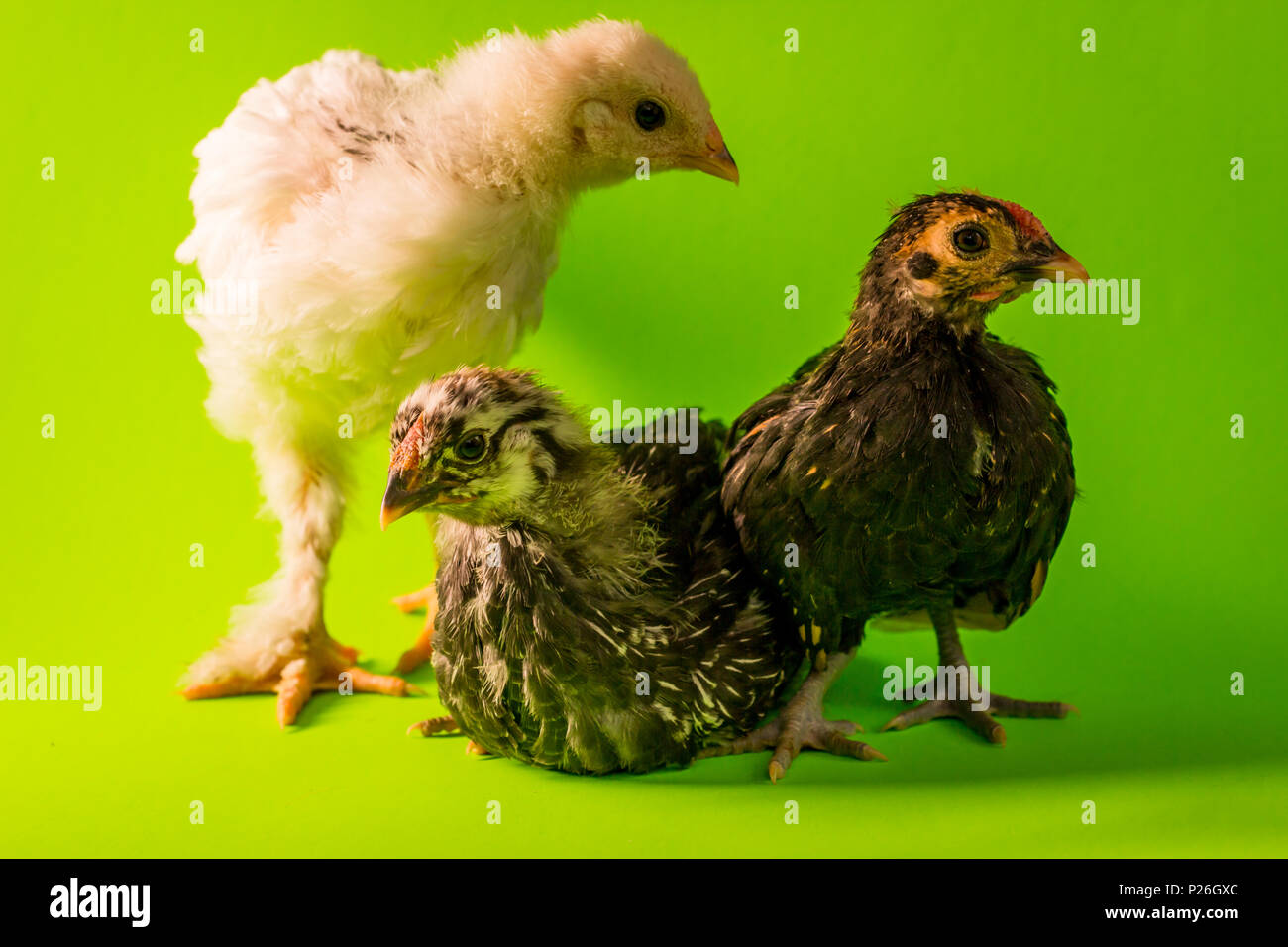 Le jeune adolescent coqs poulets de ferme studio portrait Banque D'Images