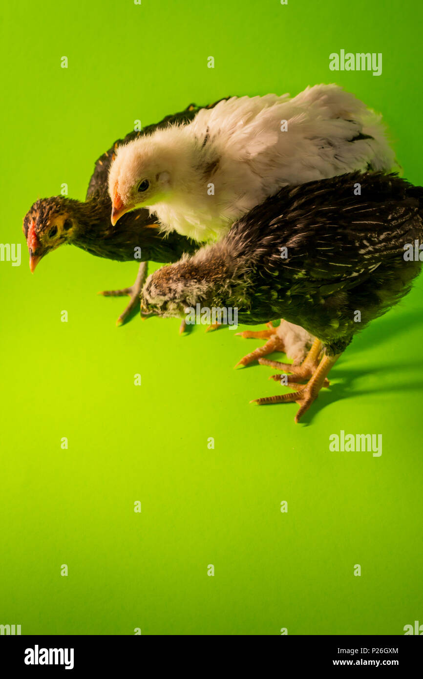 Le jeune adolescent coqs poulets de ferme studio portrait Banque D'Images