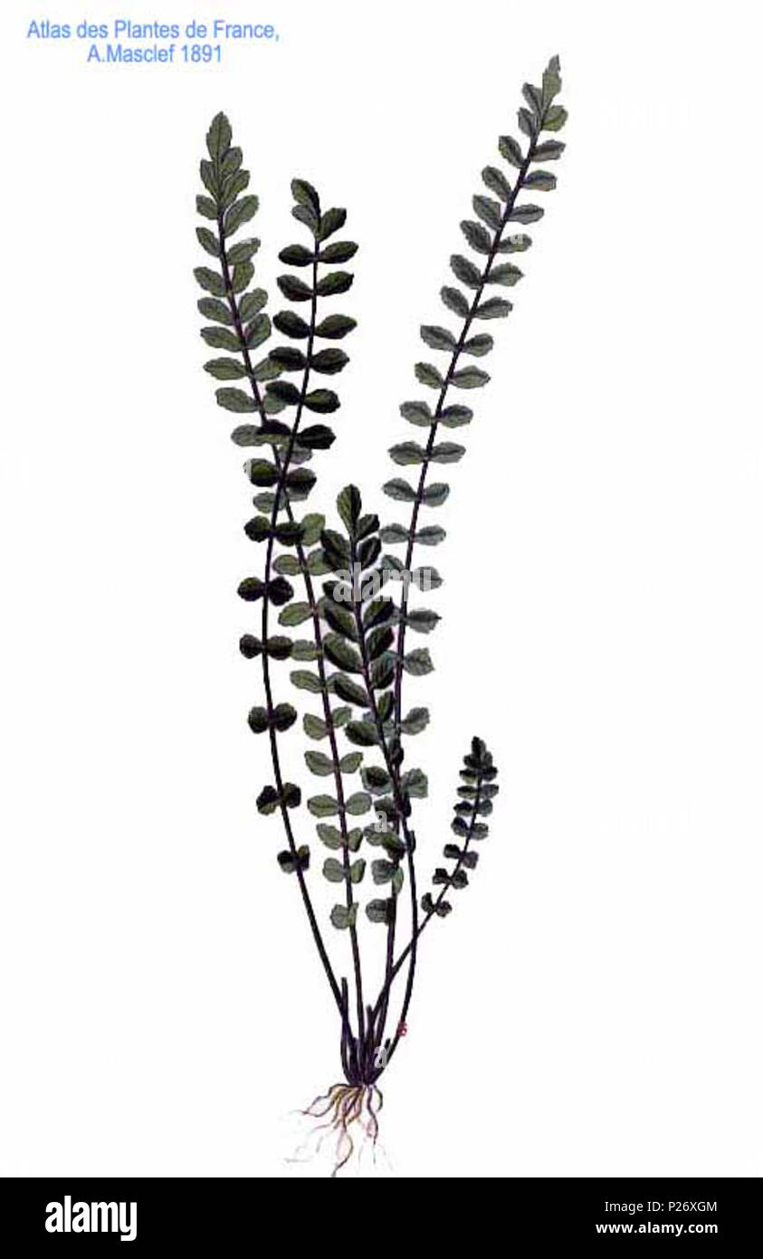. Asplenium L. Le 31 janvier 2001. JJean-Philippe Masclef Amédée (1858-) JJean-Philippe Masclef Autres noms botaniste français Description Date de naissance/décès 1858 19.. Contrôle d'autorité : Q18507759 : 233362923 VIAF ISNI : 0000 0003 6776 1587 RCAC : n88663684 JJean-Philippe Masclef : Botaniste : 035266805 23 SUDOC WorldCat Asplenium L Banque D'Images