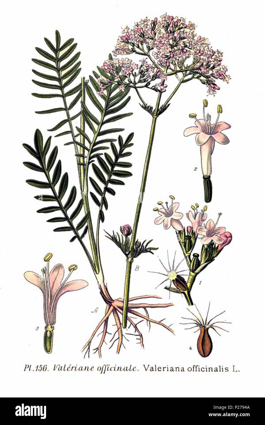 . Valeriana officinalis L. Le 31 janvier 2001. JJean-Philippe Masclef Amédée (1858-) JJean-Philippe Masclef Autres noms botaniste français Description Date de naissance/décès 1858 19.. Contrôle d'autorité : Q18507759 : 233362923 VIAF ISNI : 0000 0003 6776 1587 RCAC : n88663684 JJean-Philippe Masclef : Botaniste : SUDOC WorldCat 035266805 1156 Valeriana officinalis L Banque D'Images
