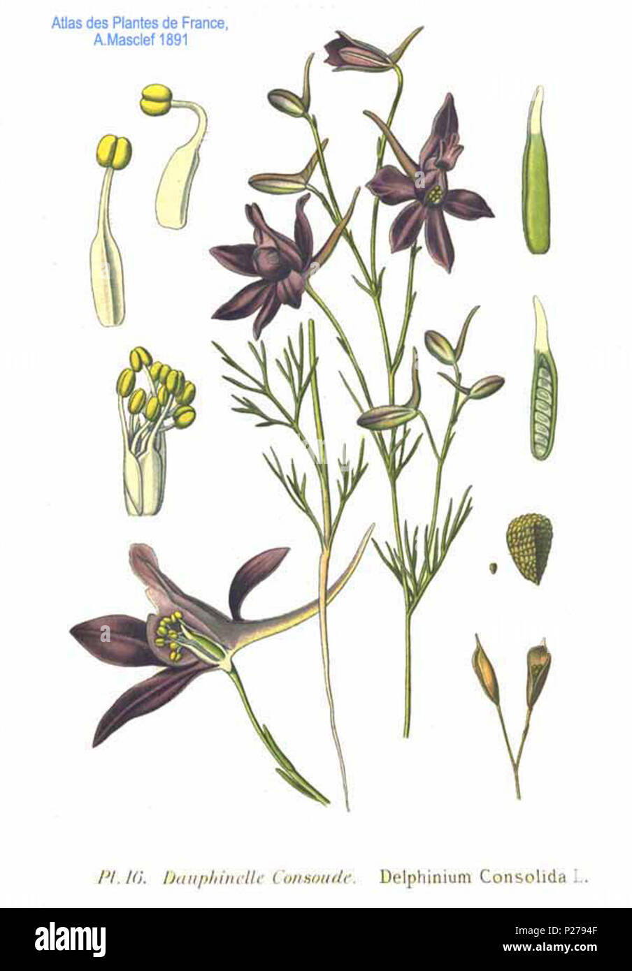 . Delphinium consolida L. Le 31 janvier 2001. JJean-Philippe Masclef Amédée (1858-) JJean-Philippe Masclef Autres noms botaniste français Description Date de naissance/décès 1858 19.. Contrôle d'autorité : Q18507759 : 233362923 VIAF ISNI : 0000 0003 6776 1587 RCAC : n88663684 JJean-Philippe Masclef : Botaniste : SUDOC WorldCat 116 035266805 Delphinium consolida l Banque D'Images