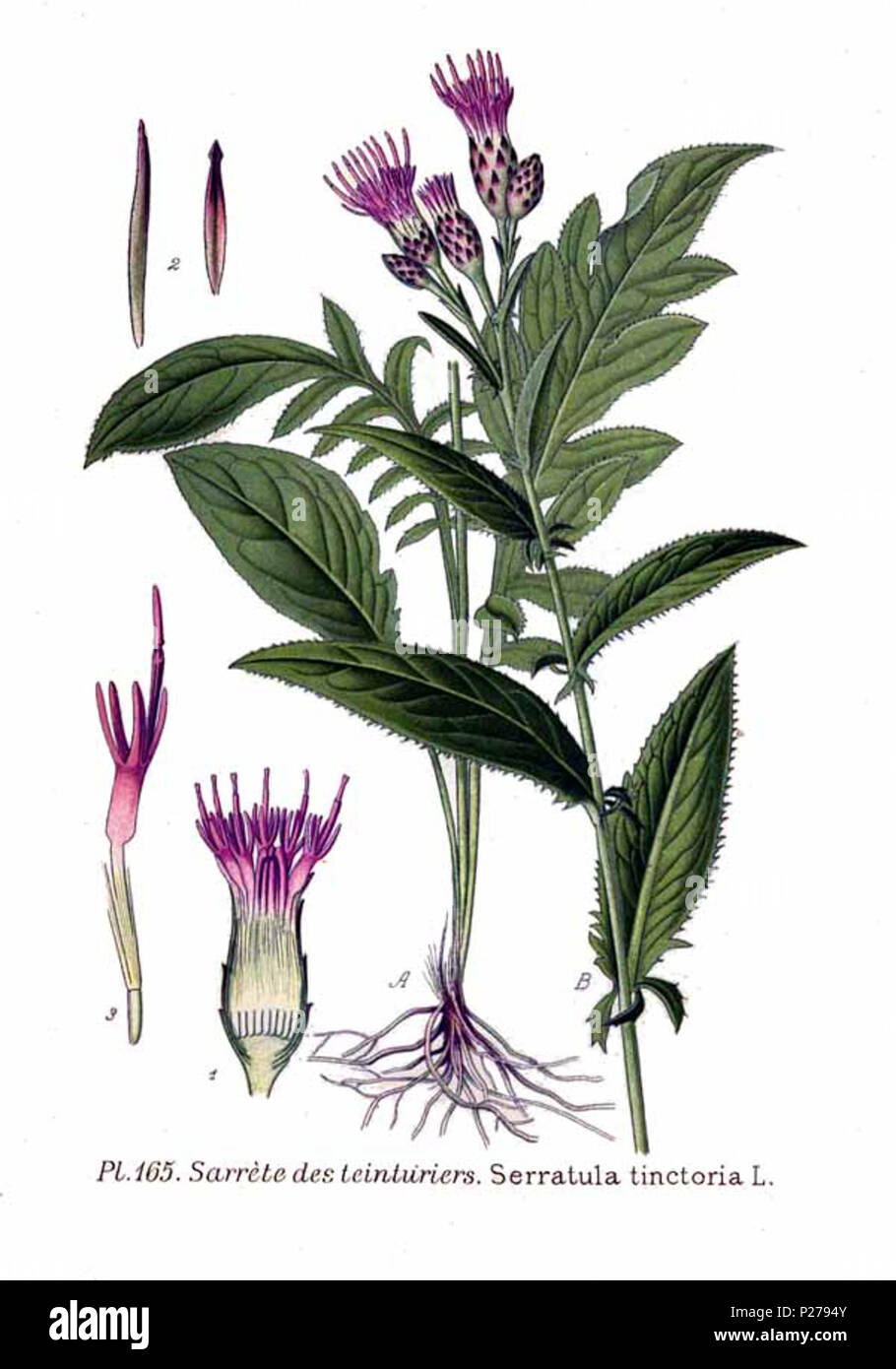 . Serratula tinctoria L. Le 31 janvier 2001. JJean-Philippe Masclef Amédée (1858-) JJean-Philippe Masclef Autres noms botaniste français Description Date de naissance/décès 1858 19.. Contrôle d'autorité : Q18507759 : 233362923 VIAF ISNI : 0000 0003 6776 1587 RCAC : n88663684 JJean-Philippe Masclef : Botaniste : SUDOC WorldCat 035266805 1165 Serratula tinctoria L Banque D'Images