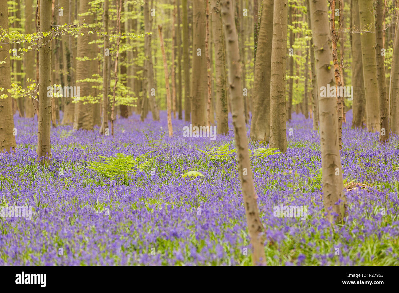 Dans le tapis de jacinthes Halle Forêt, Halle, Bruxelles, Brabant flamand, Flandre orientale, Belgique Banque D'Images