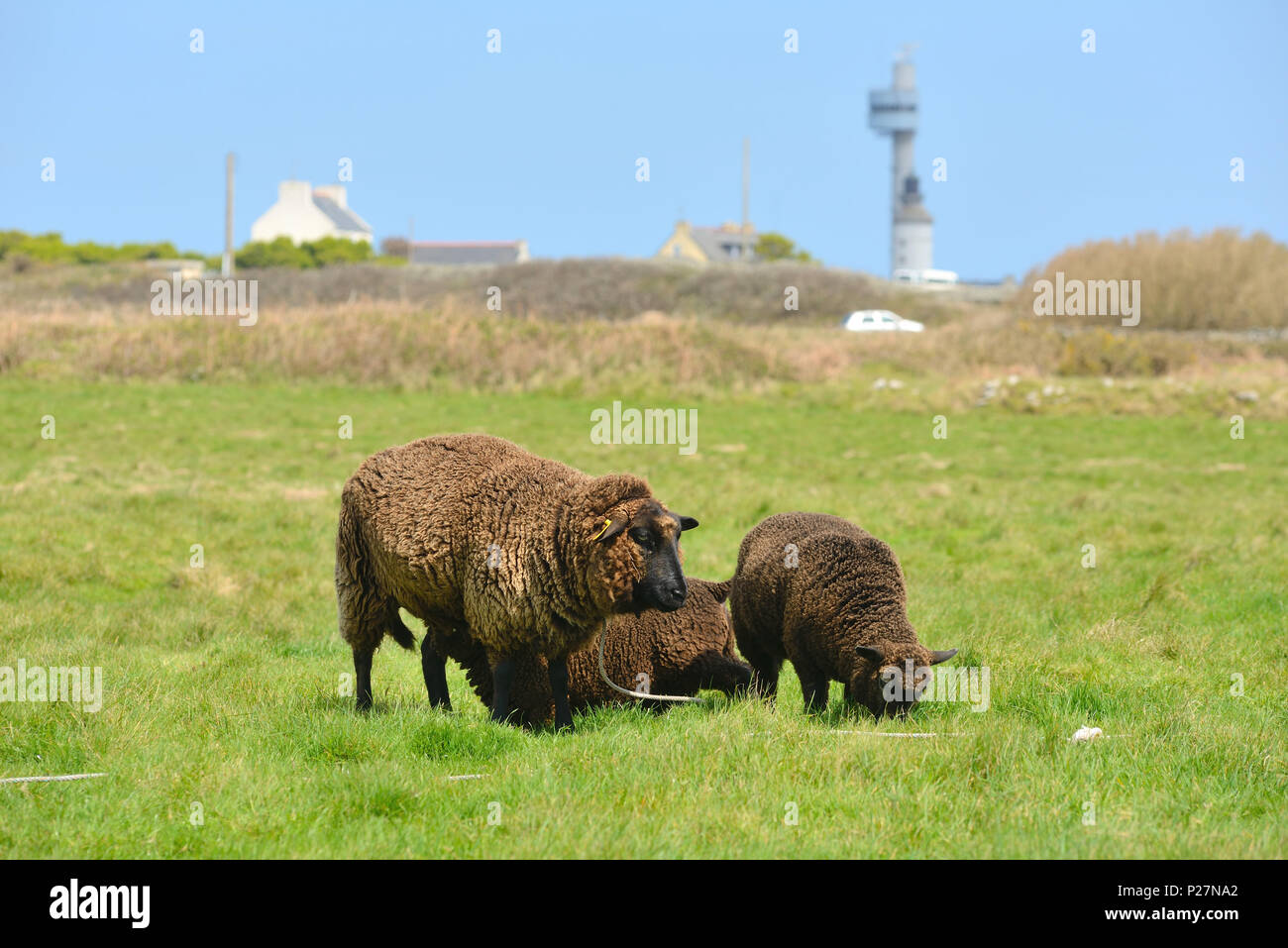 L'île d'Ouessant (île d'Ouessant") : Le mouton noir d'Ouessant Banque D'Images