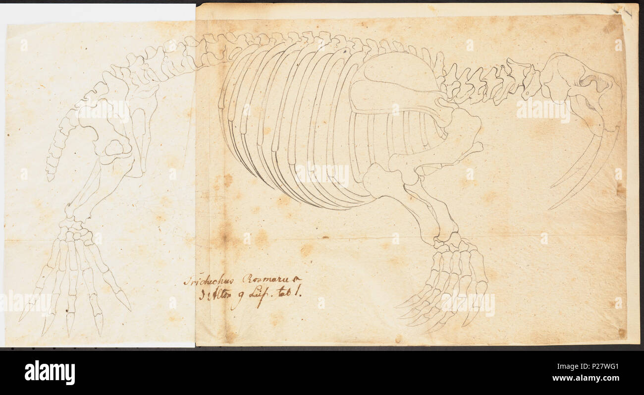 . Trichechus rosmarus - skelet . Entre 1700 et 1880 uitkl, 14-04-09, 10:59, 8C, 7838x3844 (52 +53), 100  %  %  %  %, Tooncurve11030, 1/60 s, r80.6, G54.6, B58.3 307 Trichechus rosmarus - skelet - 1700-1880 - Imprimer - Zoologica 2e moitié - Collections spéciales de l'Université d'Amsterdam - UBA01 IZ21100005 Banque D'Images