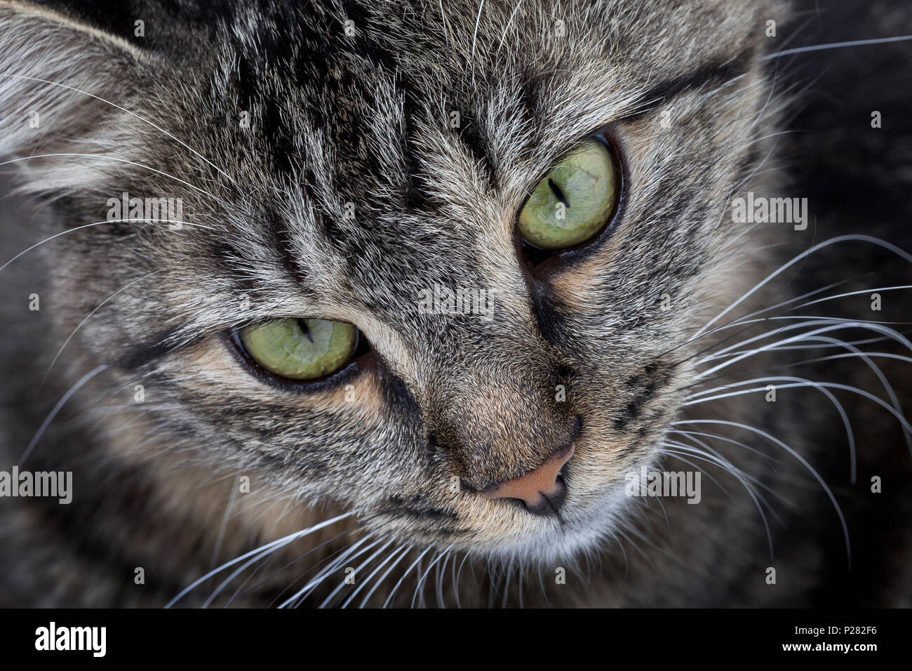 Close up portrait of cats face Banque D'Images