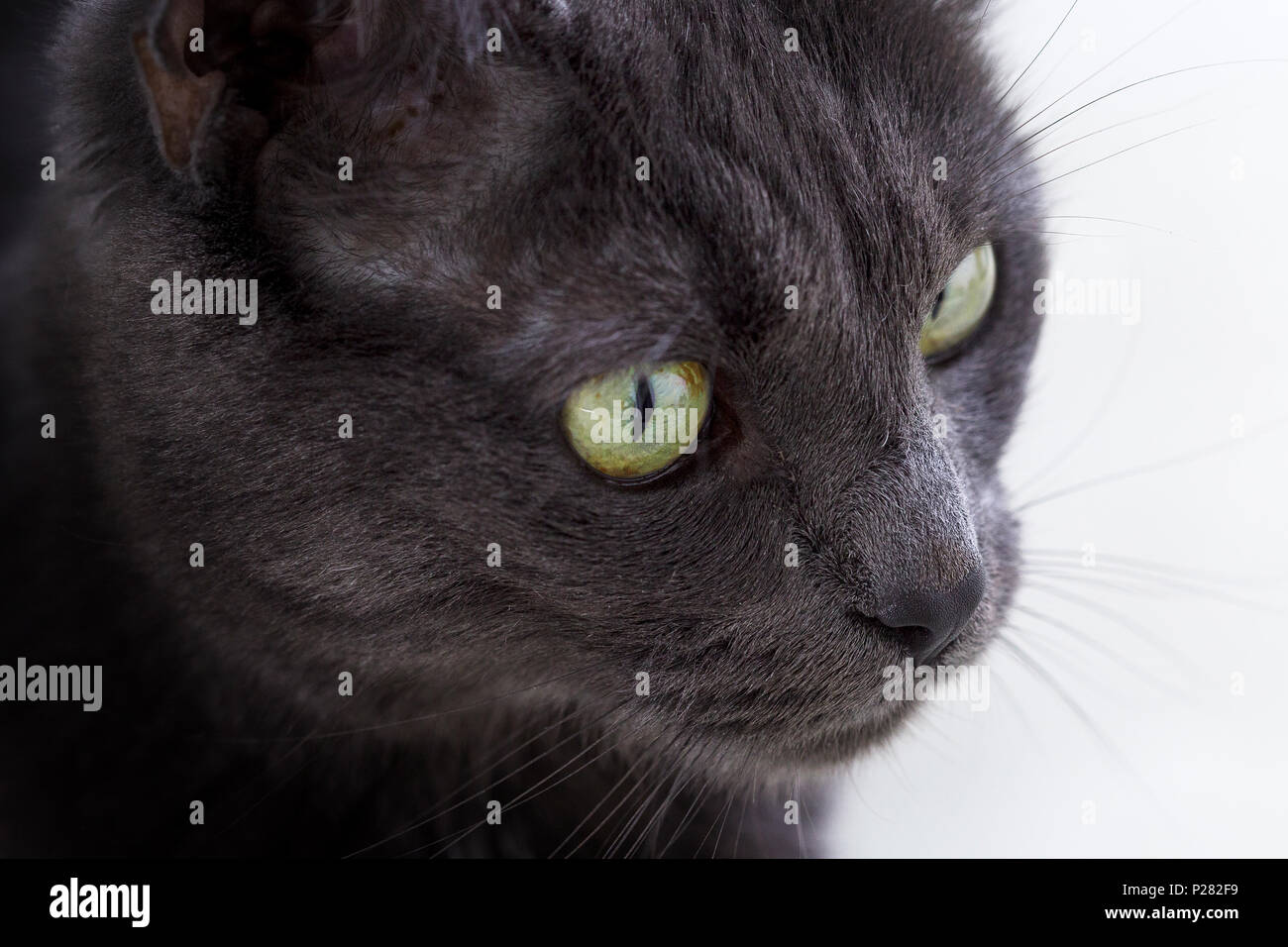 Close up portrait of cats face Banque D'Images