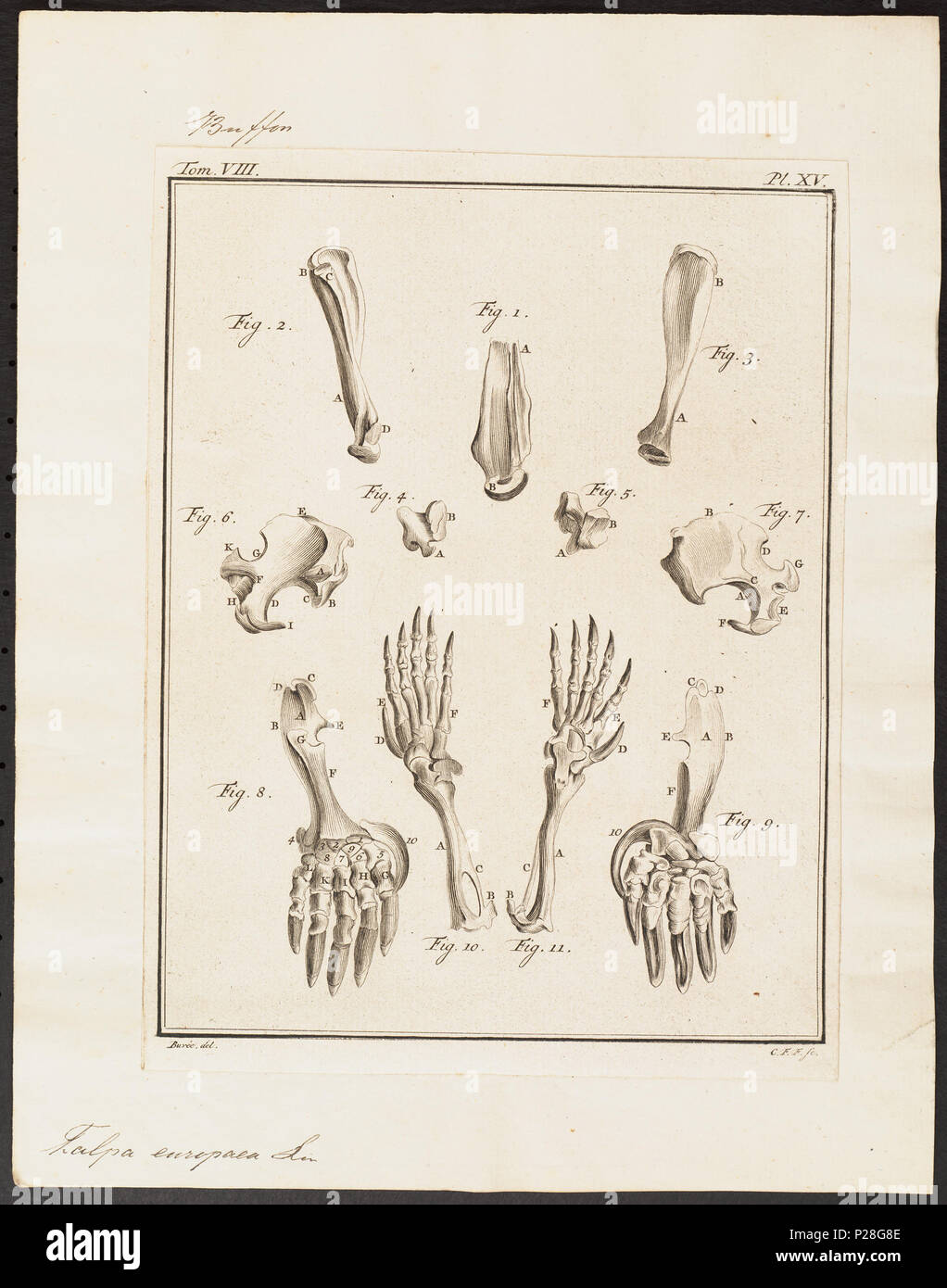 . Talpa europaea - skeletdelen . Entre 1700 et 1880 UBA01 IZ20900174-y, 07-04-09, 15:52, 8C, 7706x9913 (143 +73), 100  %  %  %  %, Tooncurve11030, 1/60 s, r80.6, G54.6, B58.3 301 Talpa europaea - skeletdelen - 1700-1880 - Imprimer - Zoologica 2e moitié - Collections spéciales de l'Université d'Amsterdam - UBA01 IZ20900173 Banque D'Images