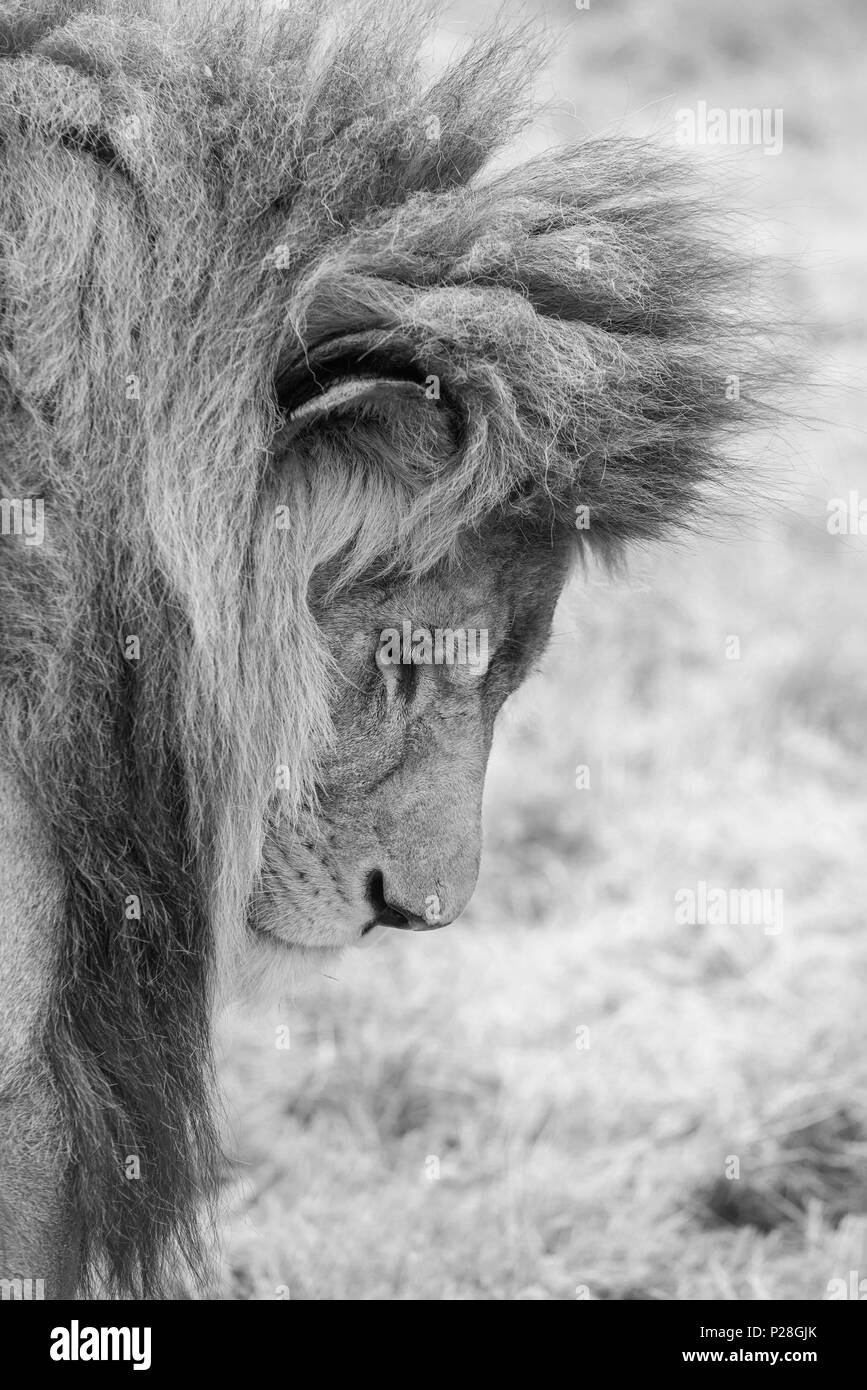 Superbe Portrait Intime Image Du Roi De La Jungle Barbary