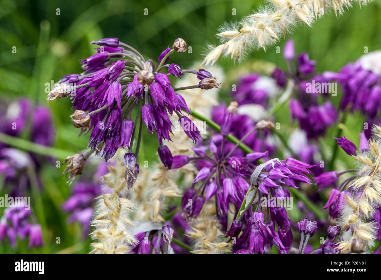 L'allium insubricum, Melica ciliata Banque D'Images