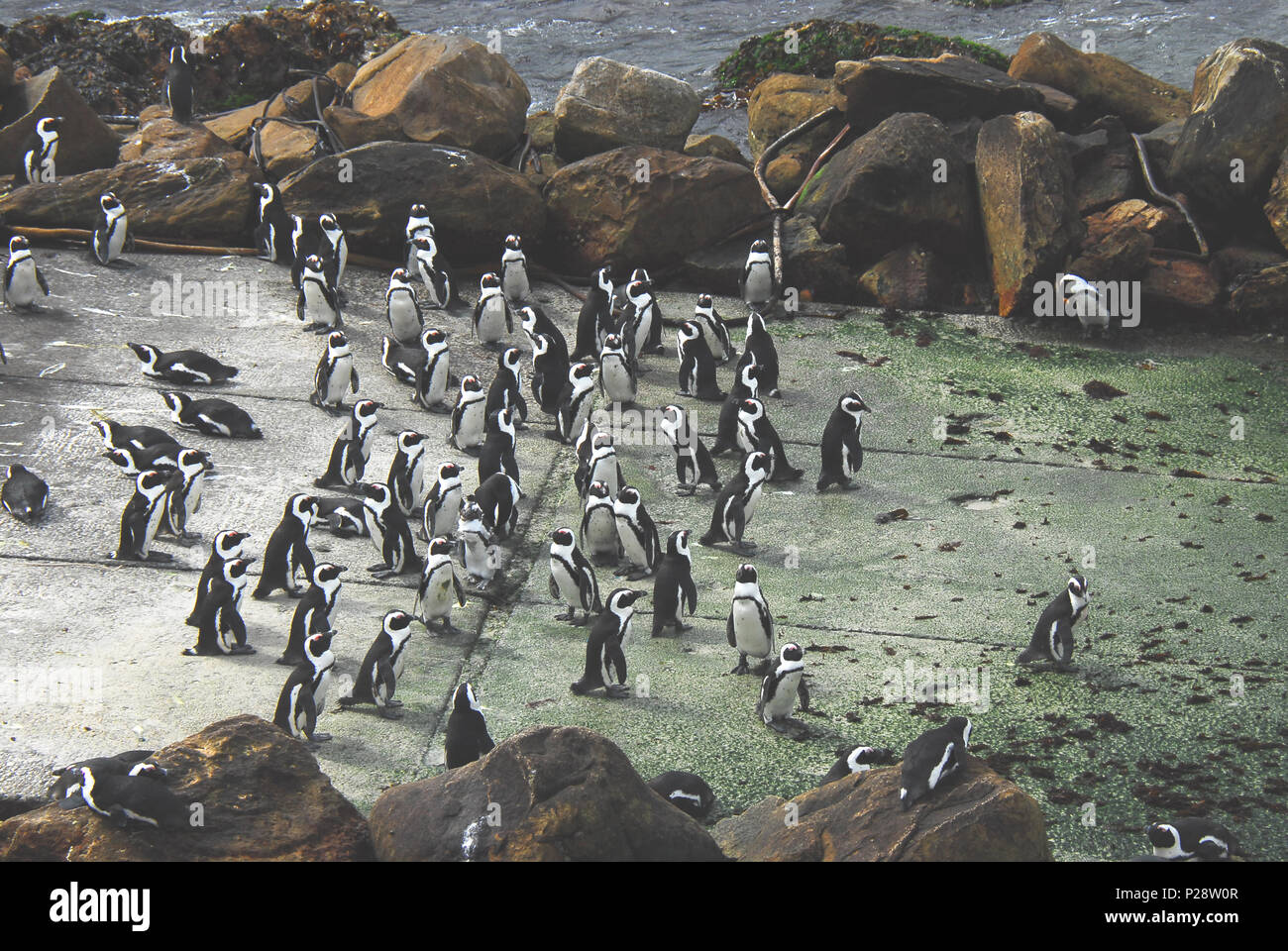 Ces pingouins d'Afrique du Sud (Spheniscus demersus) ont pris en charge une rampe à Betty's Bay qui offre un accès facile à la mer. Banque D'Images