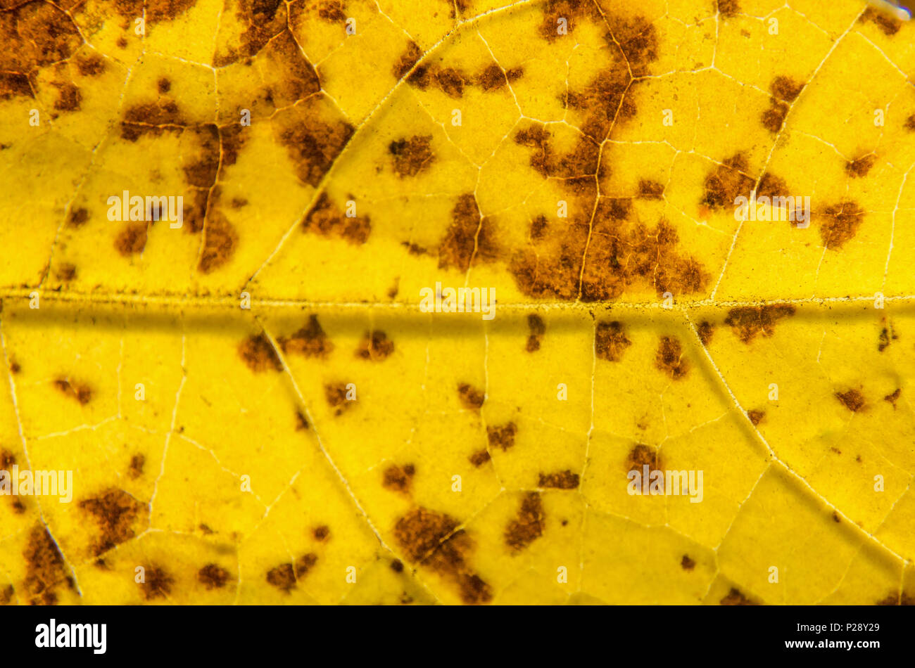 De Macro et jaune des feuilles sèches la texture et la structure de la fibre, la texture de fond par détail de feuille sèche avec dot du champignon. Banque D'Images