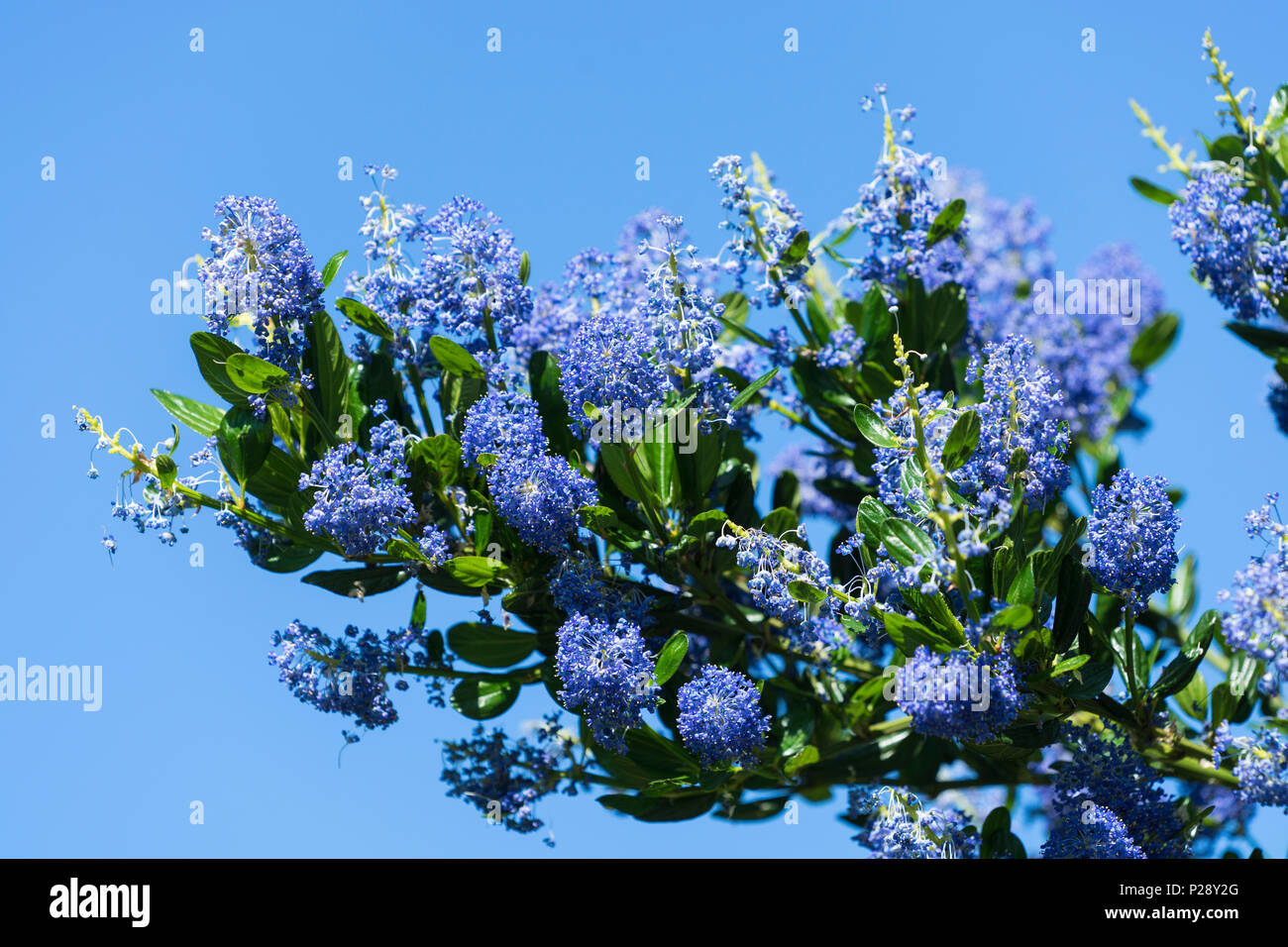 Lilas californien Banque D'Images