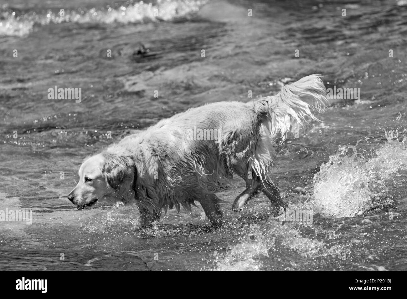Labrador jouant dans l'eau peu profonde à la plage, Le Cap, Afrique du Sud. Banque D'Images