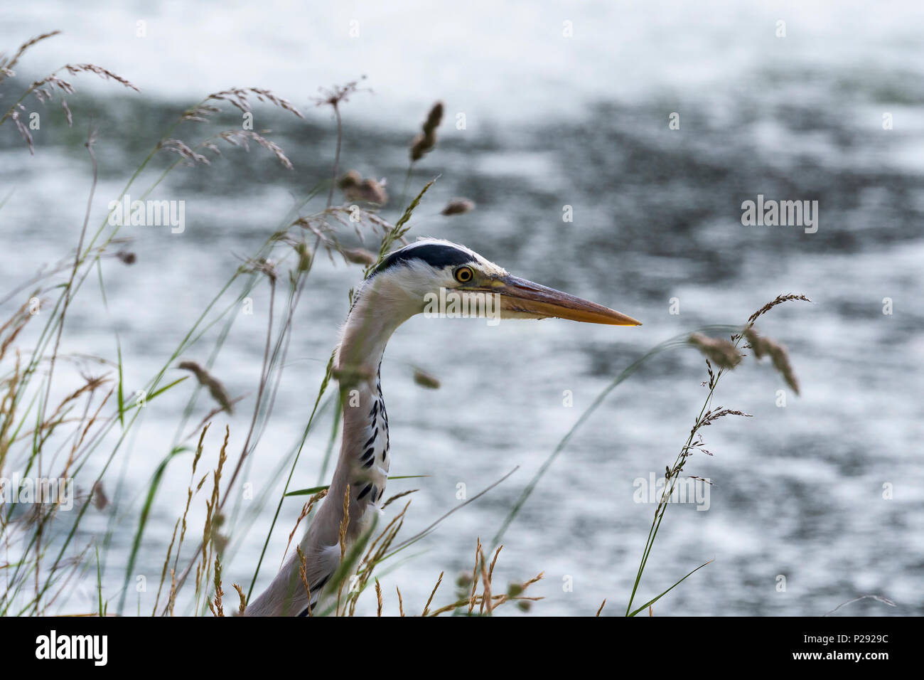 Un héron par un canal. Les hérons sont les pattes des oiseaux d'eau douce et côtiers dans la famille des Ardeidae Banque D'Images