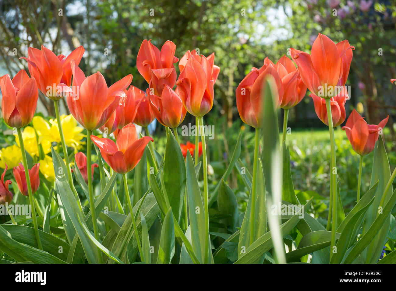 Tulipes rouges dans un champ plein de fleurs Banque D'Images