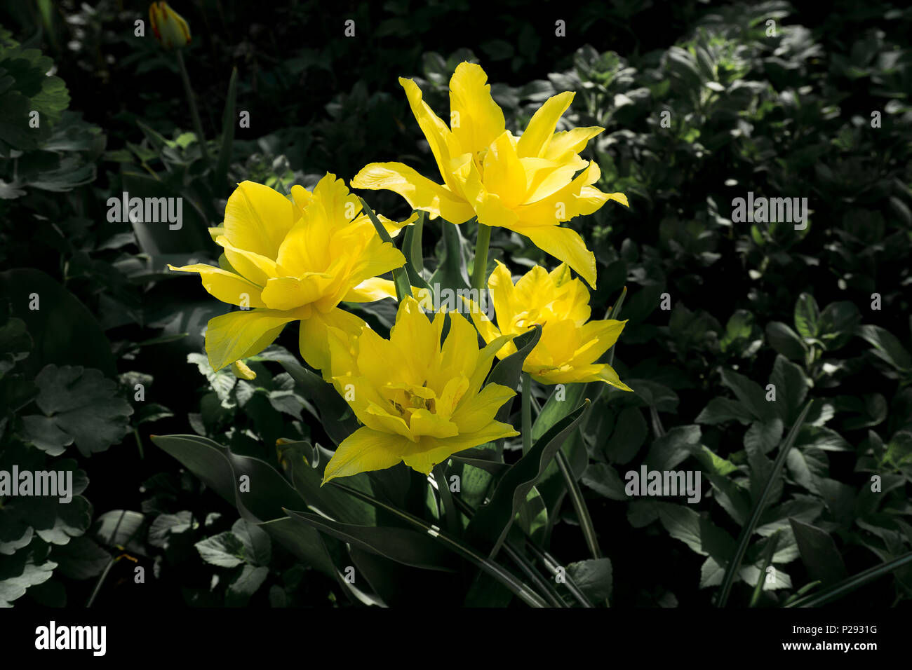 Tulipes jaunes dans un champ plein de fleurs Banque D'Images