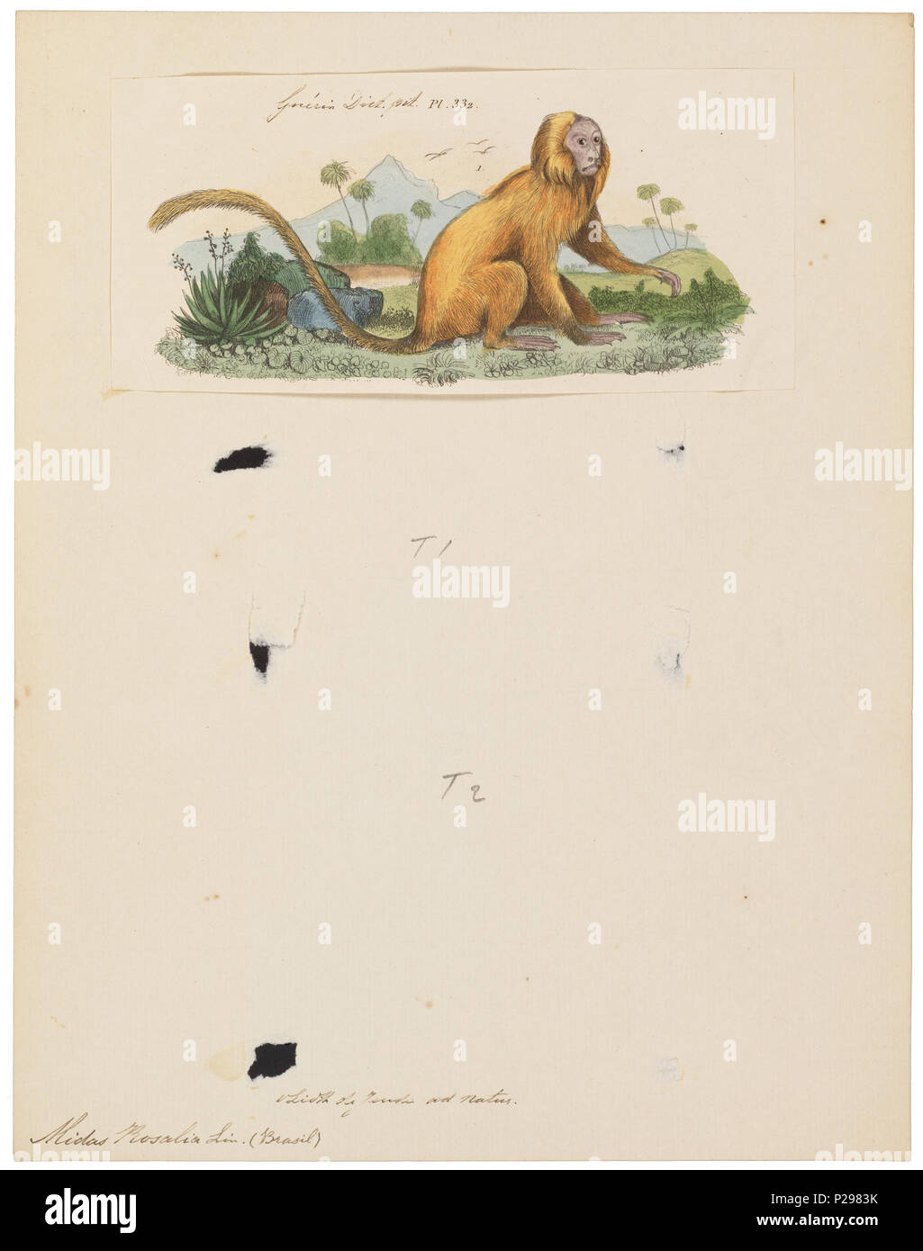 UBA01 IZ20200032-y, 20-08-09, 11:51, 8C, 7616x9146 (50 +99), 100  %  %  %  % 17 08, 2009 Con, 1/50 s, r52.6, G23.4, B30.7 193 Midas rosalia - 1833-1839 - Imprimer - Zoologica 2e moitié - Collections spéciales de l'Université d'Amsterdam - UBA01 IZ20200041 Banque D'Images