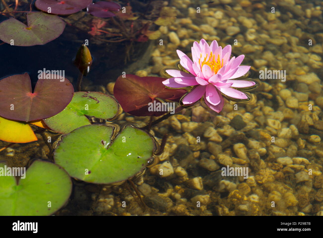 Beaux nénuphars plantes filtrant l'eau à l'étang de baignade naturel Banque D'Images