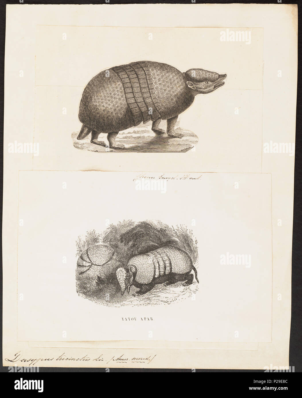 UBA01 IZ21000112-y, 09-04-09, 12:04, 8C, 7704x9400 (132 +72), 100  %  %  %  %, Tooncurve11030, 1/60 s, r80.6, G54.6, B58.3 75 Dasypus tricinctus - 1700-1880 - Imprimer - Zoologica 2e moitié - Collections spéciales de l'Université d'Amsterdam - UBA01 IZ21000111 Banque D'Images UBA01 IZ21000112-y, 09-04-09, 12:04, 8C, 7704x9400 (132 +72), 100  %  %  %  %, Tooncurve11030, 1/60 s, r80.6, G54.6, B58.3 75 Dasypus tricinctus - 1700-1880 - Imprimer - Zoologica 2e moitié - Collections spéciales de l'Université d'Amsterdam - UBA01 IZ21000111 Banque D'Images