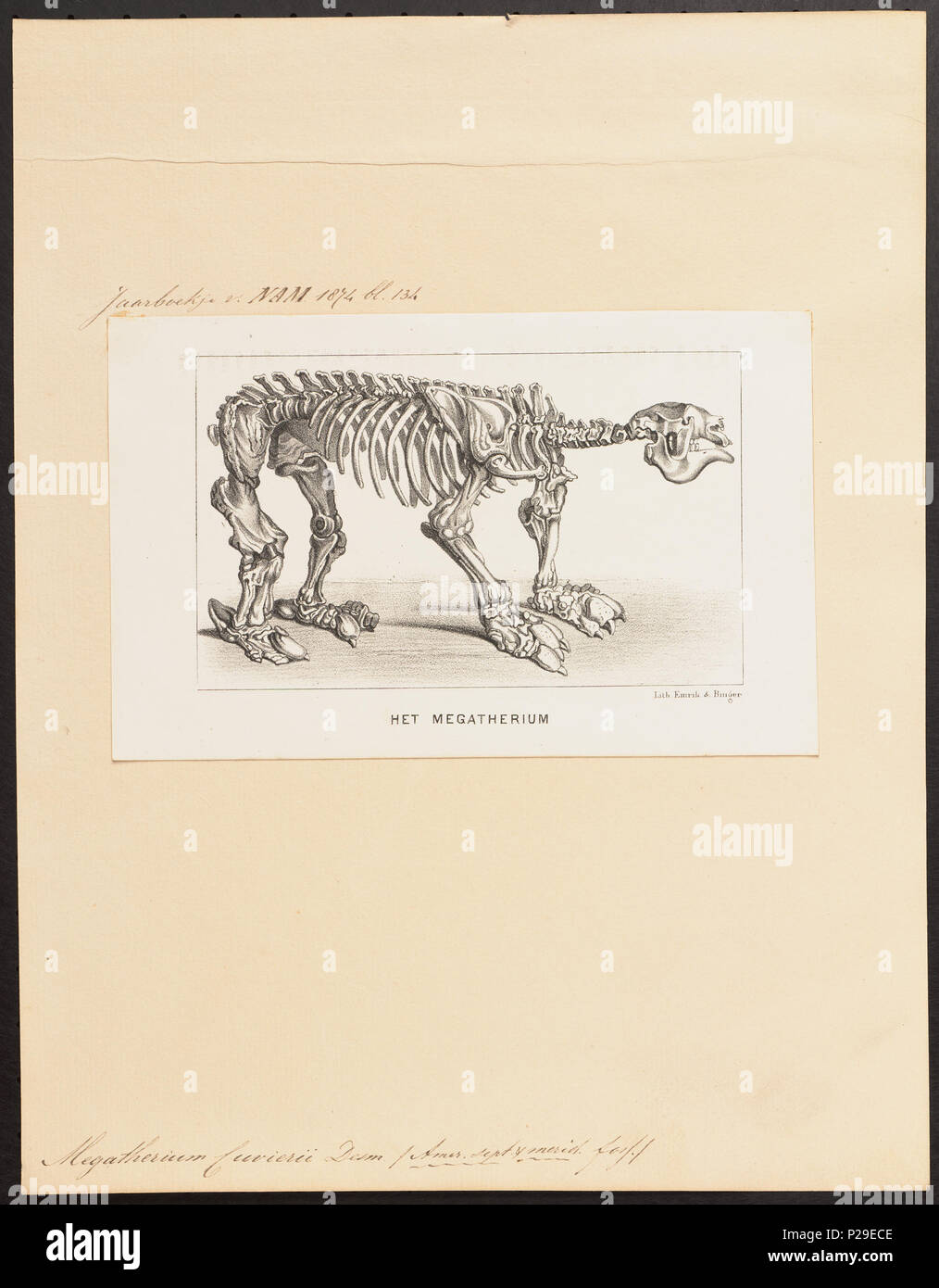 UBA01 IZ21000126-y, 09-04-09, 12:37, 8C, 7704x9400 (132 +72), 100  %  %  %  %, Tooncurve11030, 1/60 s, r80.6, G54.6, B58.3 191 Megatherium cuvierii - skelet - 1700-1880 - Imprimer - Zoologica 2e moitié - Collections spéciales de l'Université d'Amsterdam - UBA01 IZ21000121 Banque D'Images