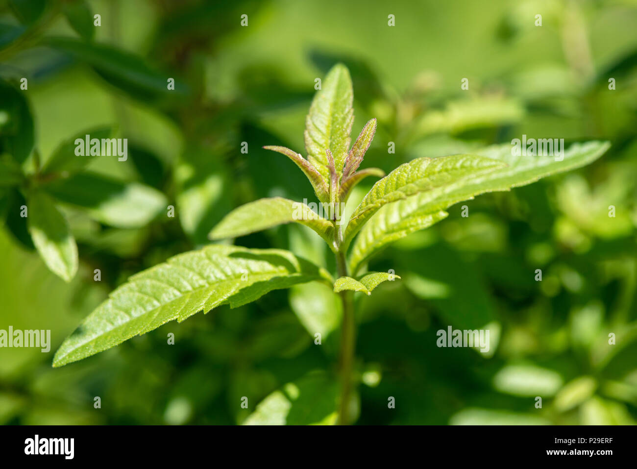 Zitronenverbene Heilpflanze als für Naturmedizin und in liq Banque D'Images
