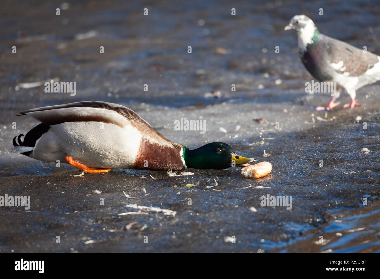 Canard sur la glace d'atteindre pour le pain à partir de l'eau Banque D'Images