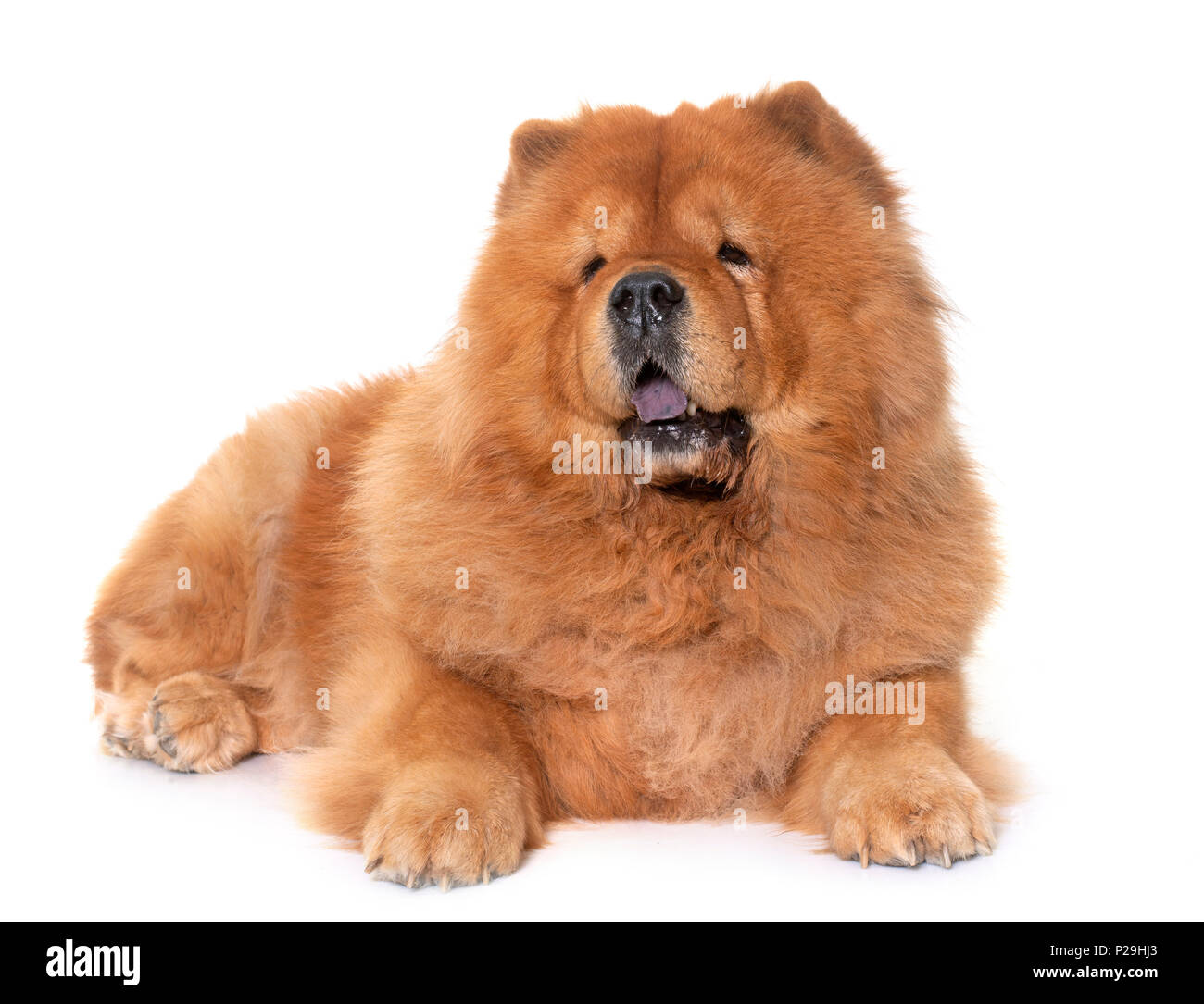 chow chow dog white