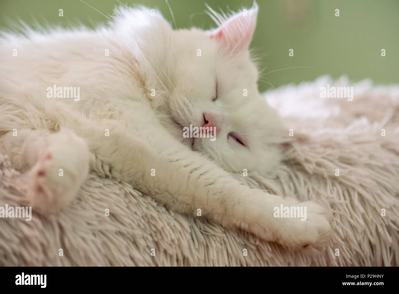 Chat persan blanc couché sur la table. Banque D'Images