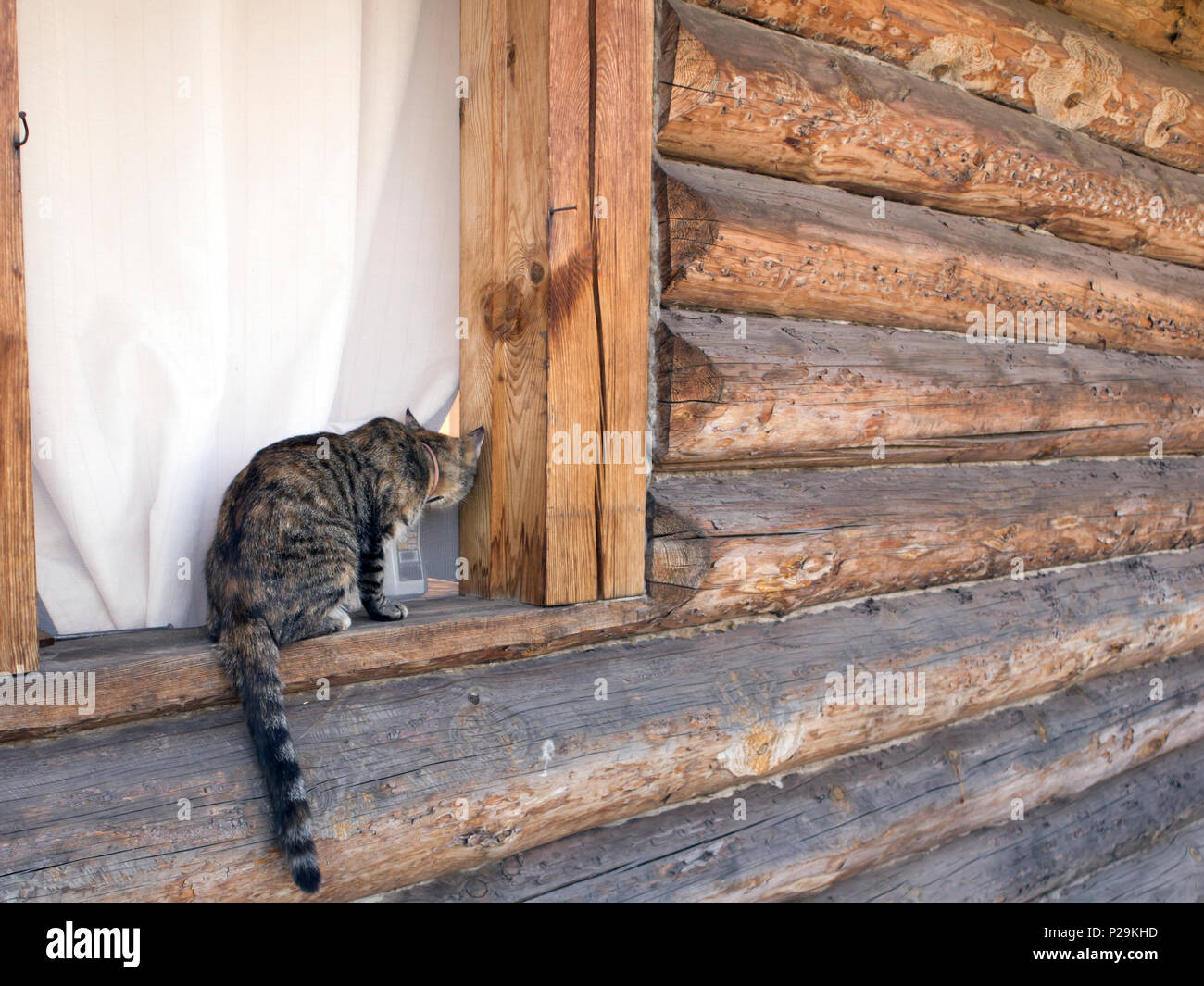 Rayé Cute cat tente de monter dans la fenêtre de la maison de village connecté Banque D'Images