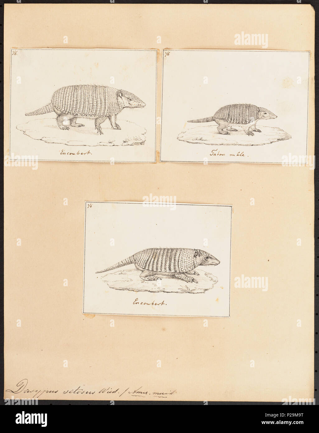 UBA01 IZ21000112-y, 09-04-09, 12:04, 8C, 7704x9400 (132 +72), 100  %  %  %  %, Tooncurve11030, 1/60 s, r80.6, G54.6, B58.3 75 Dasypus setosus - 1700-1880 - Imprimer - Zoologica 2e moitié - Collections spéciales de l'Université d'Amsterdam - UBA01 IZ21000105 Banque D'Images UBA01 IZ21000112-y, 09-04-09, 12:04, 8C, 7704x9400 (132 +72), 100  %  %  %  %, Tooncurve11030, 1/60 s, r80.6, G54.6, B58.3 75 Dasypus setosus - 1700-1880 - Imprimer - Zoologica 2e moitié - Collections spéciales de l'Université d'Amsterdam - UBA01 IZ21000105 Banque D'Images