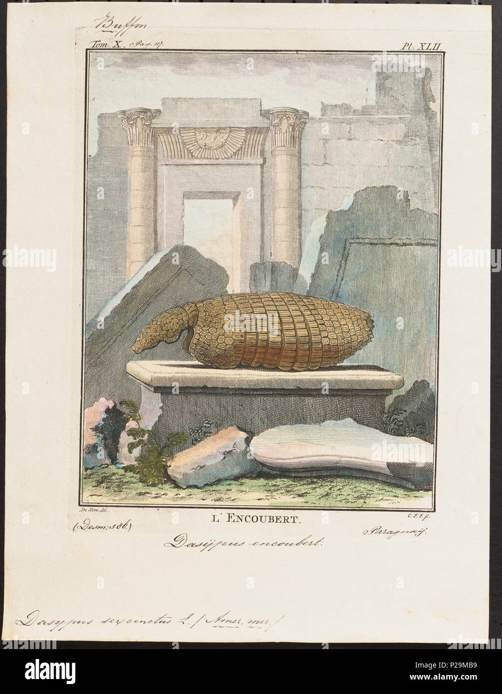 UBA01 IZ21000112-y, 09-04-09, 12:04, 8C, 7704x9400 (132 +72), 100  %  %  %  %, Tooncurve11030, 1/60 s, r80.6, G54.6, B58.3 75 Dasypus sexcinctus - schild - 1700-1880 - Imprimer - Zoologica 2e moitié - Collections spéciales de l'Université d'Amsterdam - UBA01 IZ21000107 Banque D'Images UBA01 IZ21000112-y, 09-04-09, 12:04, 8C, 7704x9400 (132 +72), 100  %  %  %  %, Tooncurve11030, 1/60 s, r80.6, G54.6, B58.3 75 Dasypus sexcinctus - schild - 1700-1880 - Imprimer - Zoologica 2e moitié - Collections spéciales de l'Université d'Amsterdam - UBA01 IZ21000107 Banque D'Images