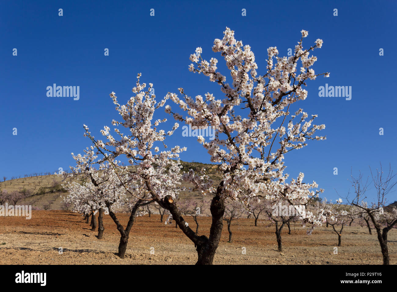 Prunus dulcis, Almond arbres en pleine fleur, blanc Blossom, Vallée d'Almanzora, province d'Almeria, Andalousie, Espagne Banque D'Images