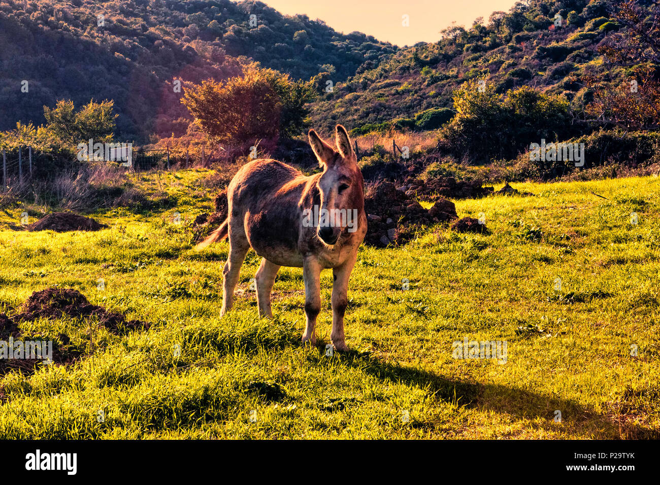 Dans la vallée, un âne se repose au coucher du soleil - Italie Banque D'Images Dans la vallée, un âne se repose au coucher du soleil - Italie Banque D'Images