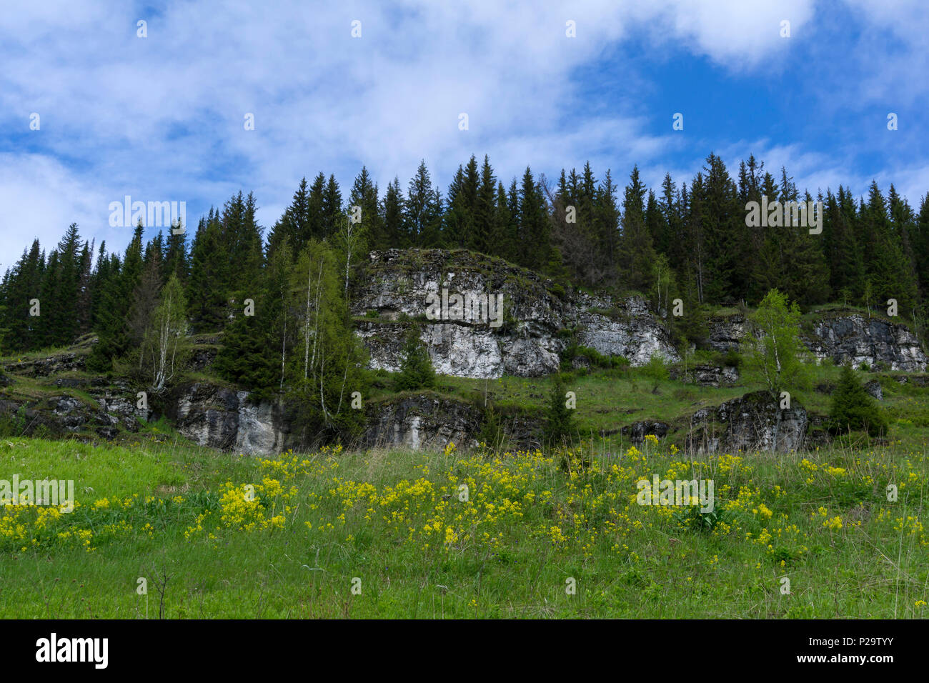 Prairie en fleurs sur un versant de montagne, avec des barres rocheuses calcaires et forêt en arrière-plan Banque D'Images