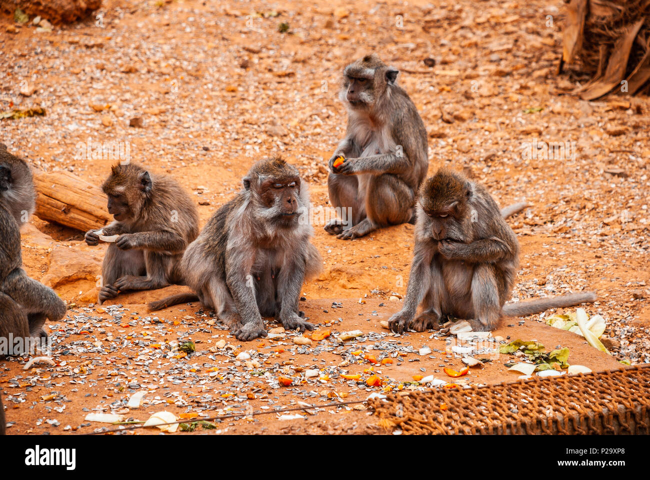 Le babouin, Safari park, Majorque Banque D'Images