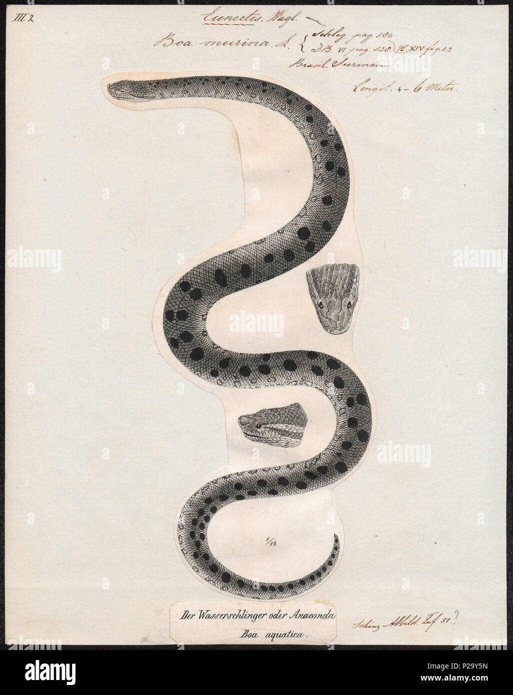 . Boa murina . Entre 1700 et 1880 32 - Boa murina 1700-1880 - Imprimer - Zoologica 2e moitié - Collections spéciales de l'Université d'Amsterdam - UBA01 IZ11900047 Banque D'Images