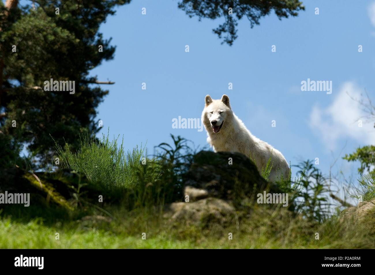 L'Arctique ou du Canada Le loup (Canis lupus) Banque D'Images
