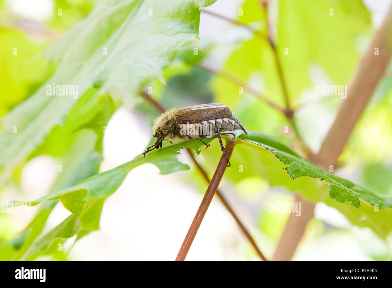 Vue rapprochée de l'insecte ravageur - common cockchafer (melolontha) aussi connu comme un bug ou peut-Doodlebug sur feuille d'érable à l'heure d'été. Nice viv Banque D'Images