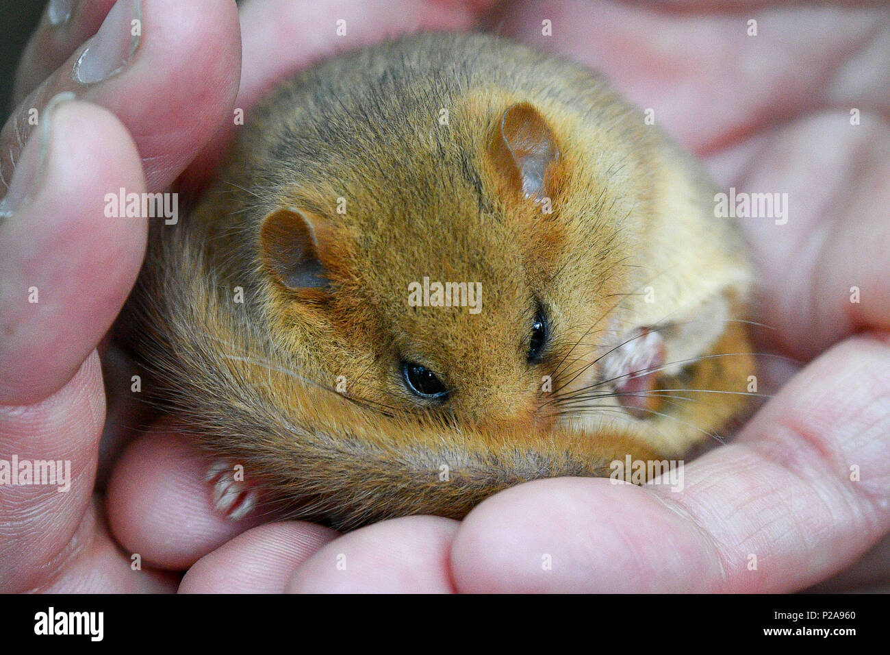 Un bénévole vérifie une hazel dormeuse comme organisme de bienfaisance de la faune People&Otilde;s Trust for Endangered Species (EPP) en partenariat avec le Warwickshire Wildlife Trust et d'autres, de presse 20 couples ou trios d'Hazel rares muscardins dans un bois non divulgués emplacement près de Royal Leamington Spa dans le Warwickshire. Banque D'Images