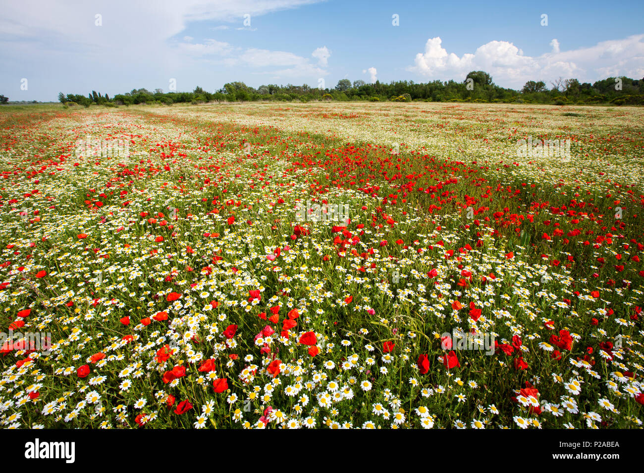Coquelicots et autres flowewrs sauvages dans un champ en jachère près de Roubia, Languadoc, France. Banque D'Images Coquelicots et autres flowewrs sauvages dans un champ en jachère près de Roubia, Languadoc, France. Banque D'Images