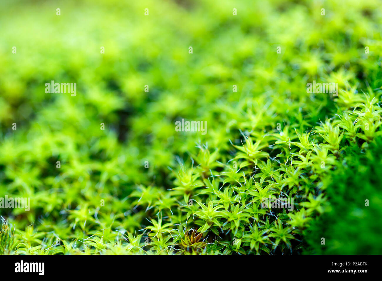 De plus en plus de mousse dans une forêt humide en parc natural dels Ports, Catalogne, Espagne Banque D'Images