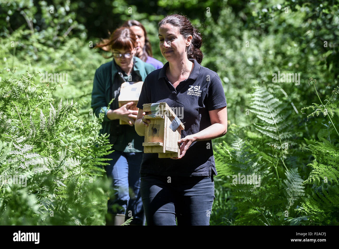 Volontaires dans de petites boîtes en bois loirs comme organisme de bienfaisance de la faune People&Otilde;s Trust for Endangered Species (EPP) en partenariat avec le Warwickshire Wildlife Trust et d'autres, de presse 20 couples ou trios d'Hazel rares muscardins dans un bois non divulgués emplacement près de Royal Leamington Spa dans le Warwickshire. Banque D'Images