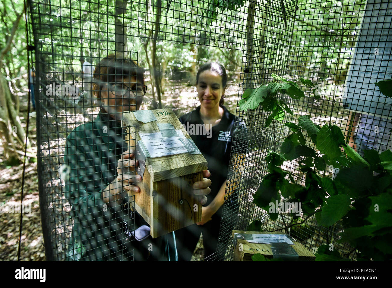 Les bénévoles placent des dorsouris dans de petites boîtes en bois dans des cages de libération comme organisme caritatif de la faune People Trust for Endangered Species (PTES) en partenariat avec Warwickshire Wildlife Trust et d'autres, libèrent 20 couples reproducteurs ou trios de dorsouris à noisettes rares dans un endroit boisé non divulgué près de Royal Leamington Spa à Warwickshire. Banque D'Images